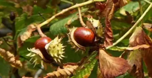 Is Horse Chestnut Extract Safe for Long-Term Use?
